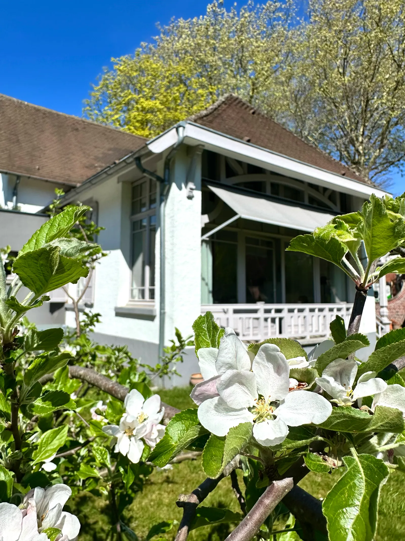 La façade de la villa derrière un pommier en fleurs